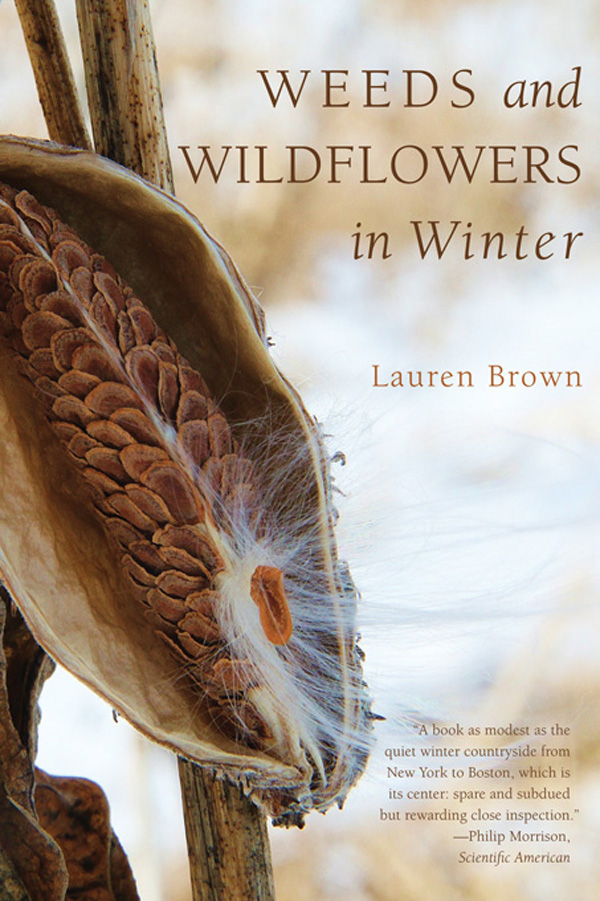 WEEDS AND WILDFLOWERS IN WINTER WRITTEN AND ILLUSTRATED BY Lauren Brown - photo 1