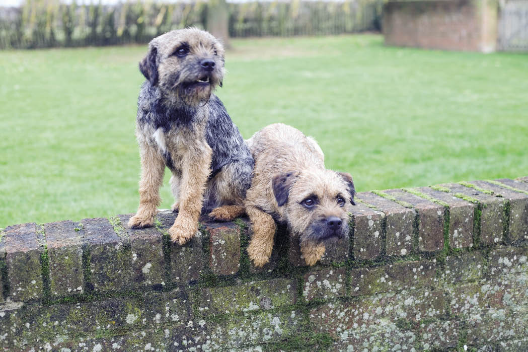 Breed background A nyone who has encountered a Border Terrier will know that - photo 3