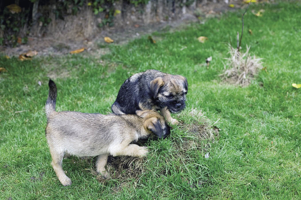 Breed background A nyone who has encountered a Border Terrier will know that - photo 4