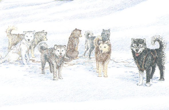 Balto was a sled dog He worked for a gold-mining company not far from Nome He - photo 8