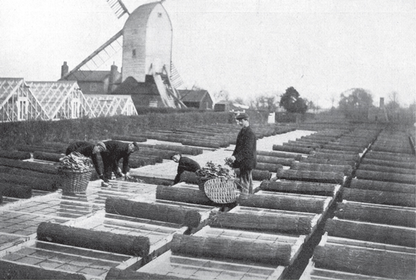 Hot beds covering acres of ground over a hundred years ago The mats used - photo 5