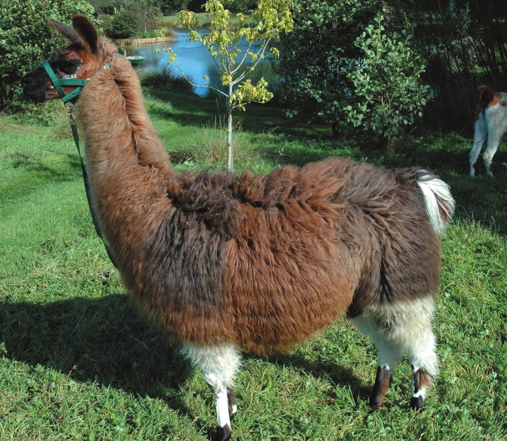 A llama the largest of the four South American camelids Photo Chris Eke UK - photo 1