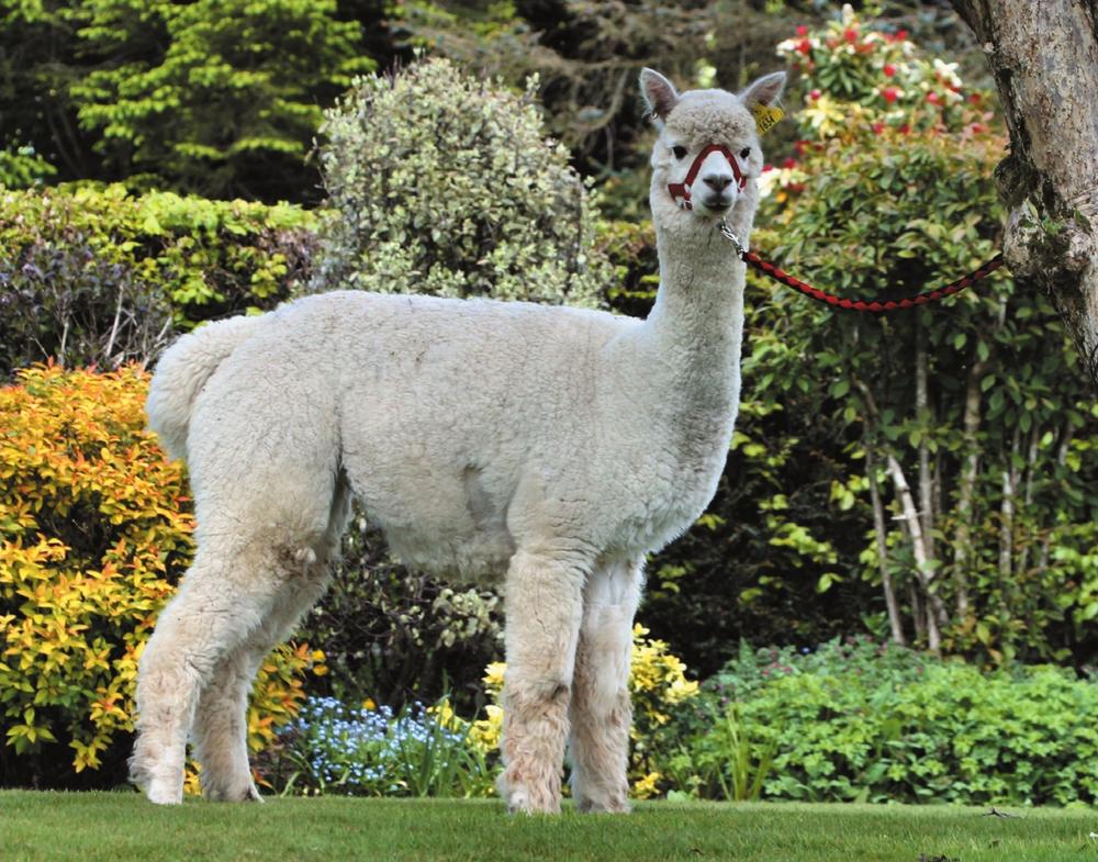 An alpaca the luxury fibre factory of the South American camelids Photo - photo 2