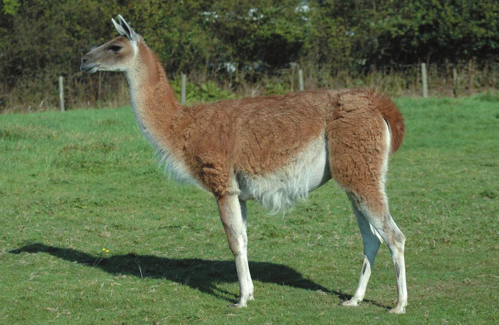 A guanaco the wild progenitor of the llama is still found extensively in - photo 3