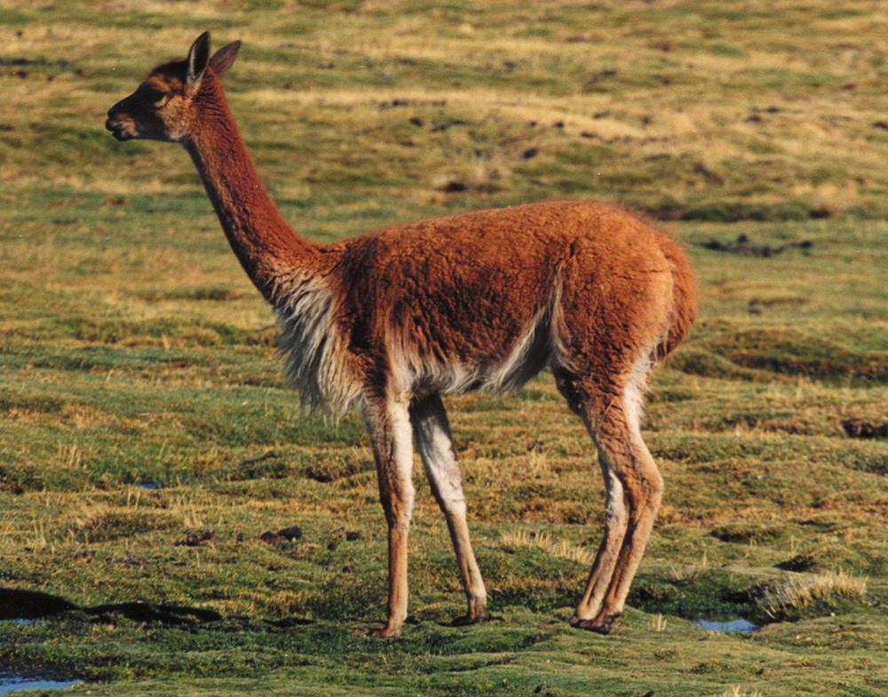 A vicuna the shy rare endangered progenitor of alpacas It is found on - photo 4