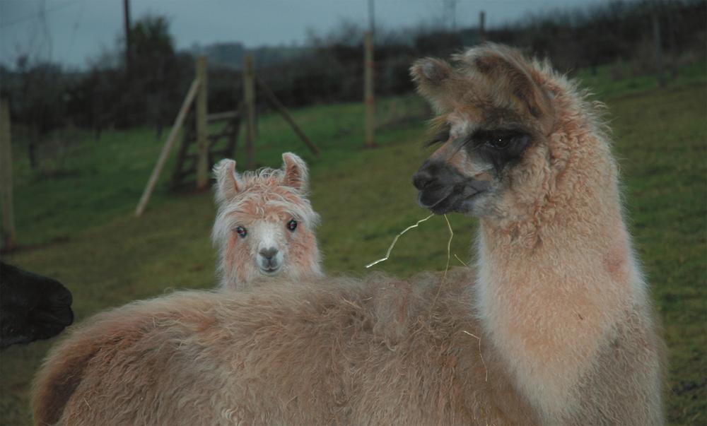 Tampuli llama Notice the fringing on the head and ears Photo Chris Eke UK - photo 7