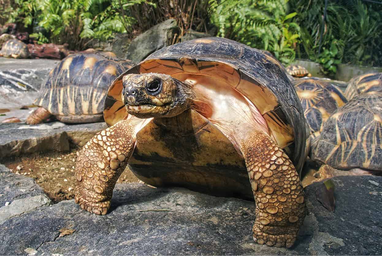 Top Attraction 7 Shutterstock Franois Leguat Giant Tortoise and Cave Reserve - photo 10