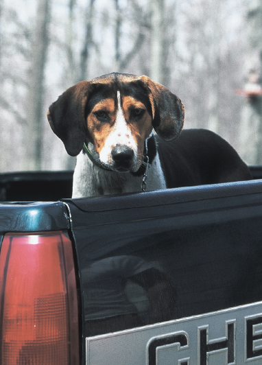 The most legendary nose in dogdom belongs to the Bloodhound Chapter The - photo 2