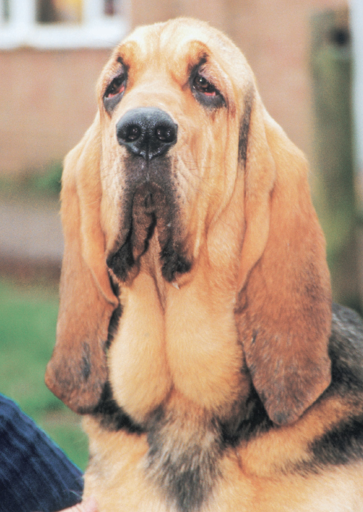 The most legendary nose in dogdom belongs to the Bloodhound Chapter The - photo 3