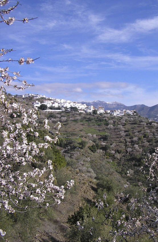 Corombela with its almond groves in full blossom La Axarqua Few people are - photo 8