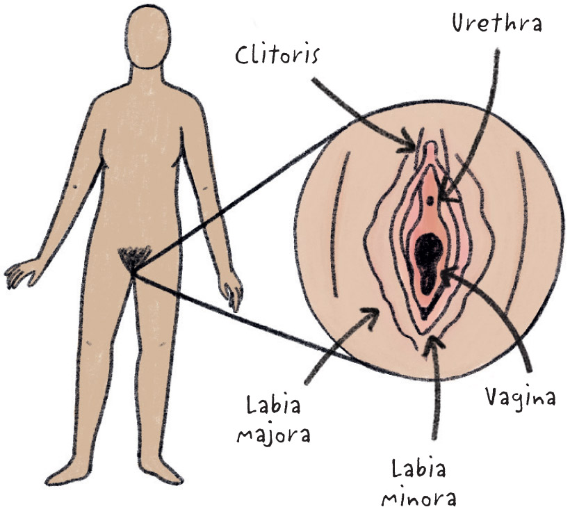 Inside there are folds of skin called labia and at the top of the labia is a - photo 19