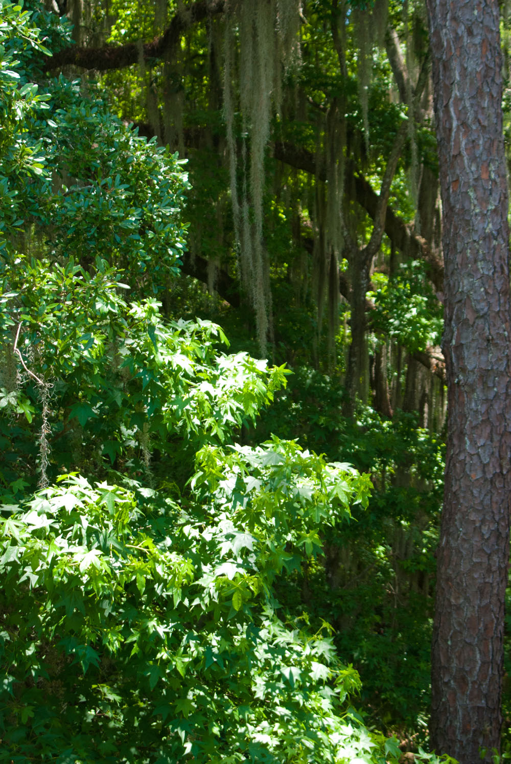 Five-Star Trails Gainesville Ocala Your Guide to the Areas Most Beautiful - photo 4