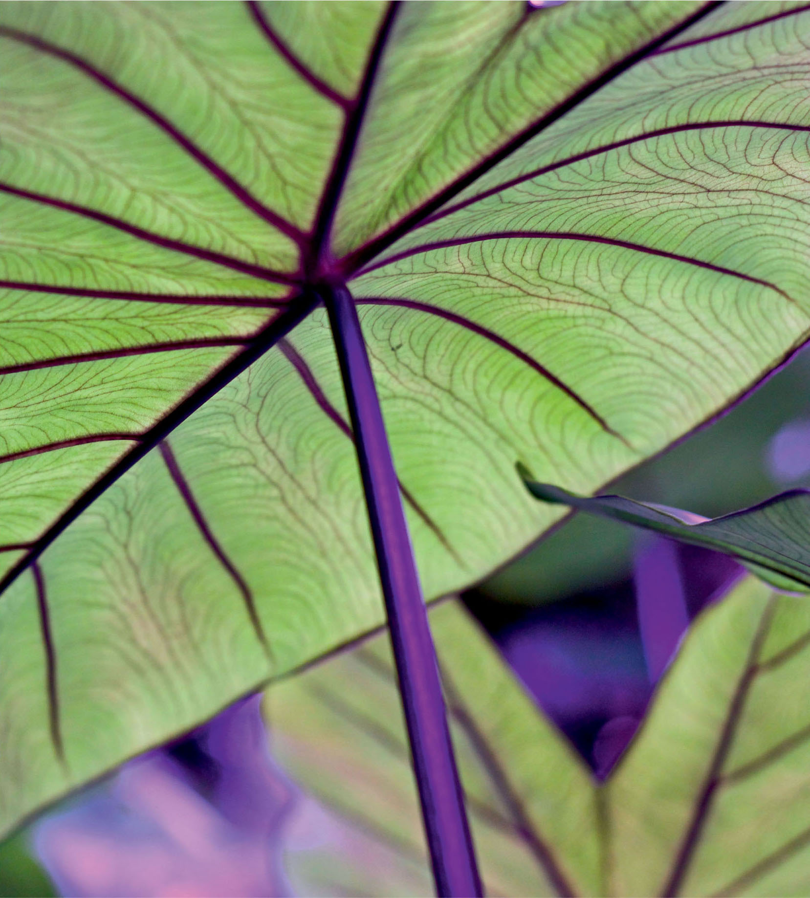 Shutterstock Jim Byrne Scotland Gardening is a fabulous way to connect with - photo 5