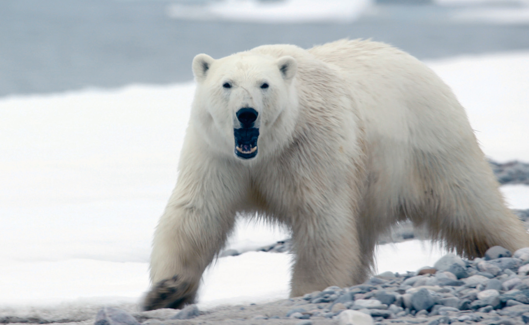 As climate change leads to ice breaking up earlier and forming later more - photo 10