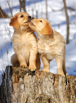 Goldens have the need to retrieve and will happily play fetch for hours - photo 5