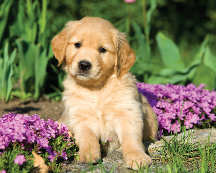 Lovable huggable Golden Retrievers are popular not only in the United States - photo 6