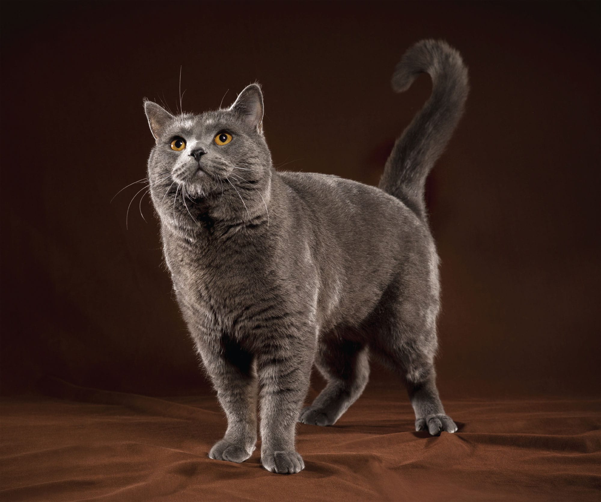 BEAUTIFUL CATS portraits of CHAMPION BREEDS DARLENE ARDEN NICK MAYS - photo 2