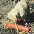 For the last week of the program begin to teach your dog to retrieve in the - photo 12