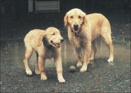 Golden Retrievers are good representatives of the Sporting Group These are - photo 5