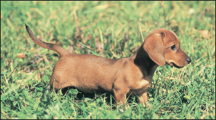 The smallest of the Hound Group is the Miniature Dachshund HOUND GROUP - photo 6