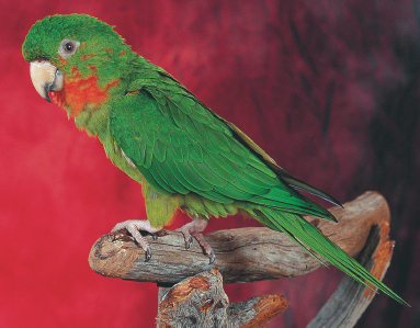 The largely green coloring of this red-throoted conure Aratinga rubritorquis - photo 5