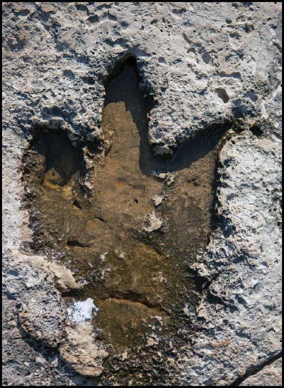 This dinosaur footprint was preserved in mud that hardened over time It is - photo 4