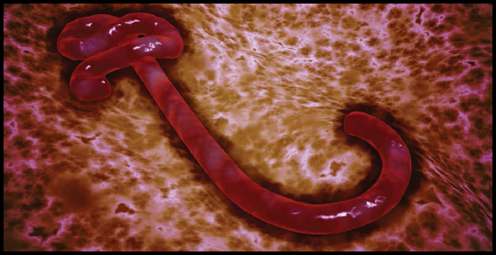 Some disease scientists study deadly viruses like Ebola shown here under a - photo 5