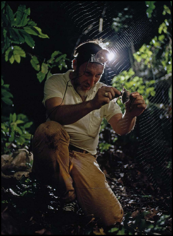 A researcher removes a bat caught in a mist net for testing This is one of the - photo 6