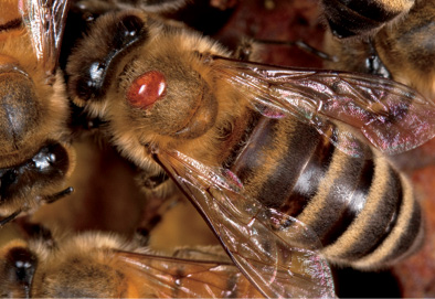 The brown spot on this honey bee is a varroa mite Mites can cause a whole - photo 6