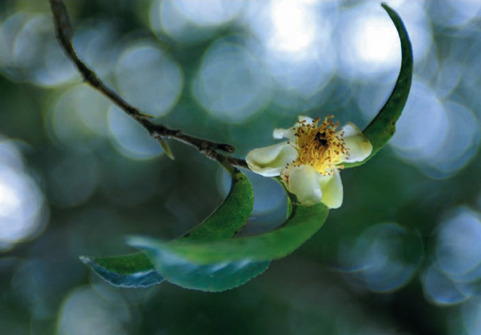 Blossoms of the ancient tea trees in Gaoshan Village of Yiwu Where can you - photo 9