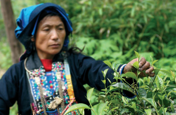 A Hani tea farmer of Bangzha Community in Pu-erh Part 1 Learning about - photo 10