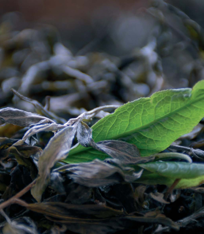 I Chinese Tea Classifications and Pu-erh Tea Pu-erh tea is not just dark tea - photo 11