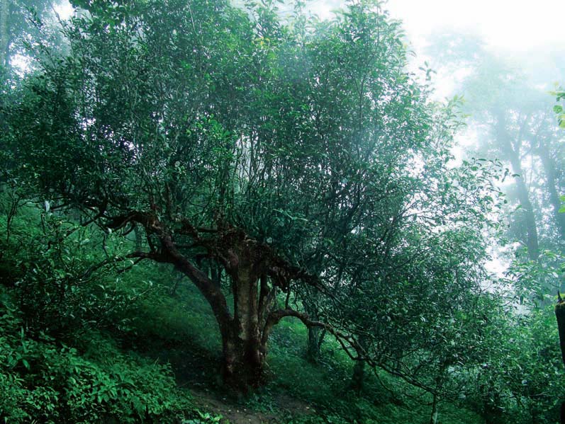 Ancient tea trees more than 800 years old in Nannuo Mountain You have to visit - photo 3