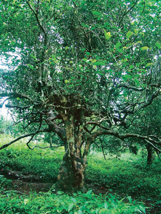 King of tea trees in Nannuo Mountain Leaves of ancient tea trees in Yiwu - photo 4