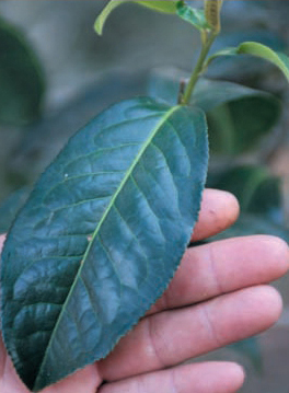 Leaves of ancient tea trees in Yiwu Leaves of ancient tea trees in Yibang - photo 5