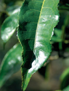 Leaves of ancient tea trees in Yibang Young 2030-year-old tea trees at the - photo 6