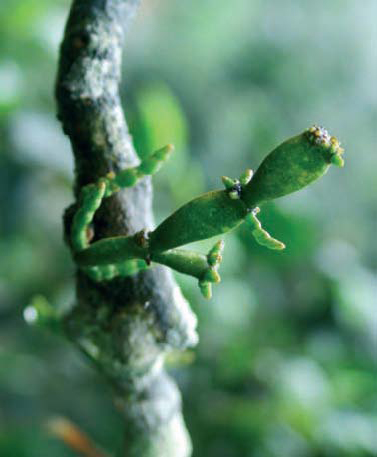 Young 2030-year-old tea trees at the foot of ancient 400500-year-old tea trees - photo 7