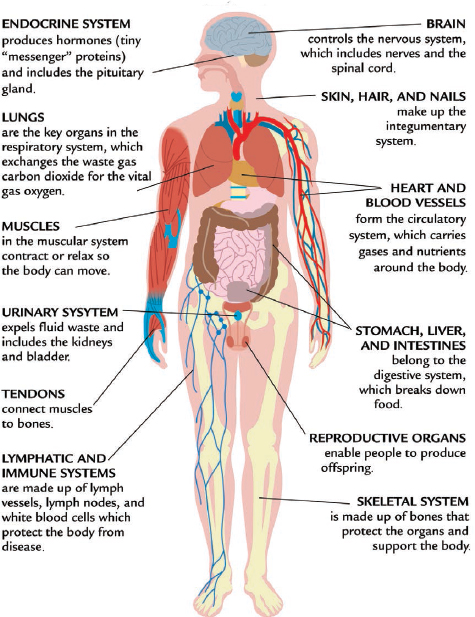 T he human bodys systems begin to develop very early in life An unborn baby - photo 3