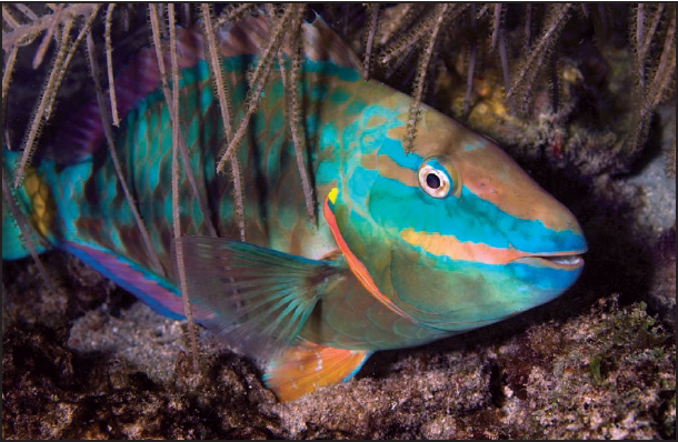 Animals breed in surprising ways This male parrotfish was once female When - photo 3