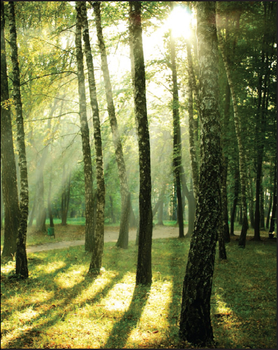 Sunlight shines through the trees Trees use energy from the sun in the process - photo 3