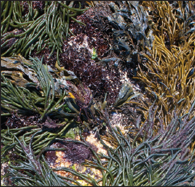 Seaweeds can be green red or brown Since they need a place to attach to with - photo 4