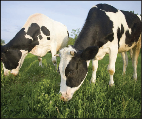 Cows graze on plants Plants are producers They form the base of all food - photo 5