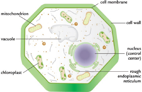 Plant cells have structures called chloroplasts inside which photosynthesis - photo 6