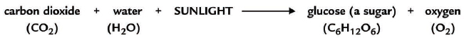 This chemical reaction involves many steps They include trapping energy from - photo 7