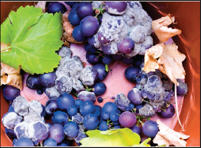 Rotting grapes Bacteria cause the fruit to rot and decompose The visible - photo 3