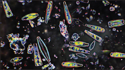 Diatoms are single-celled organisms that live in oceans They have complex - photo 4