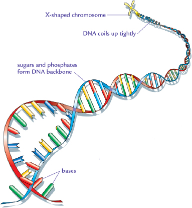 DNA AN IMPORTANT MOLECULE Genes are sequences of chemicals called bases on a - photo 4