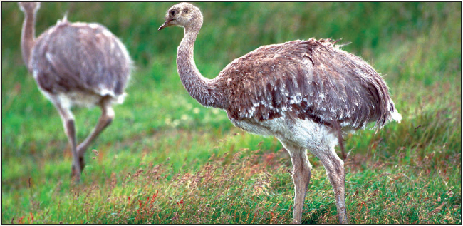 Two Darwins rheas These flightless South American birds resemble African - photo 3