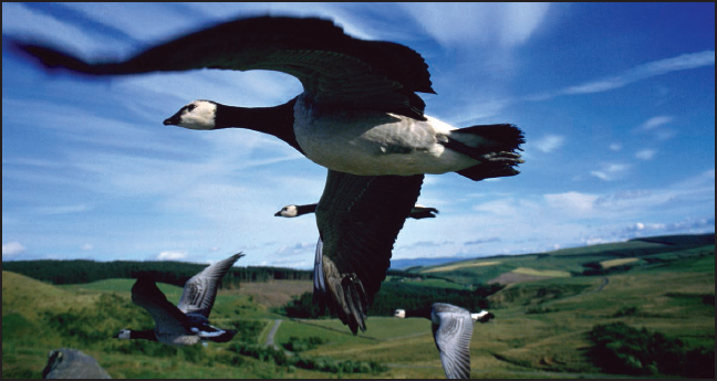 Barnacle geese breed in the Arctic in the summer and over winter in northern - photo 4