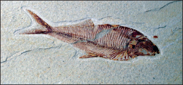 A fossil herring From such fossil evidence scientists can figure out how - photo 6